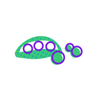 Baby size comparison at week 6: Sweet pea