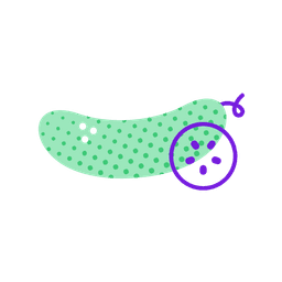 Baby size at week 18: Bell pepper